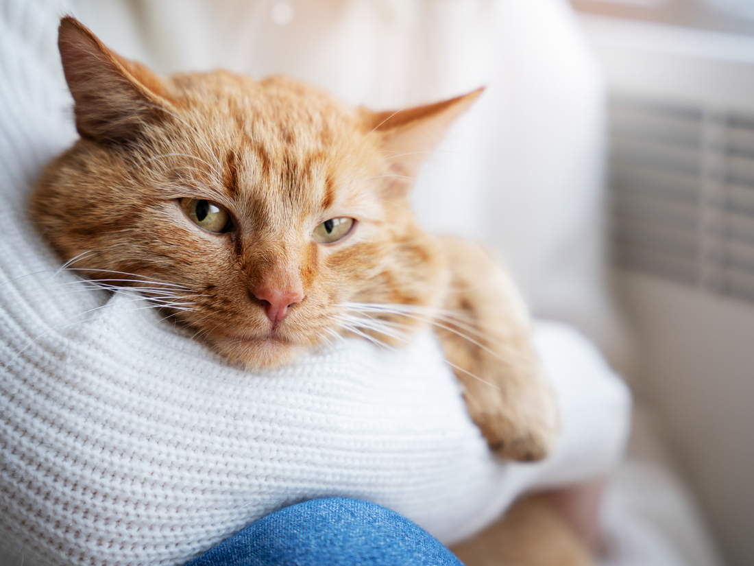 Cómo Prevenir Enfermedades Urinarias en Gatos