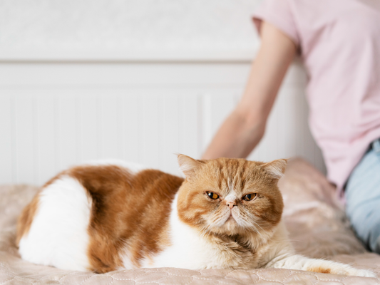 Mi gato está perdiendo pelo: ¿es normal?