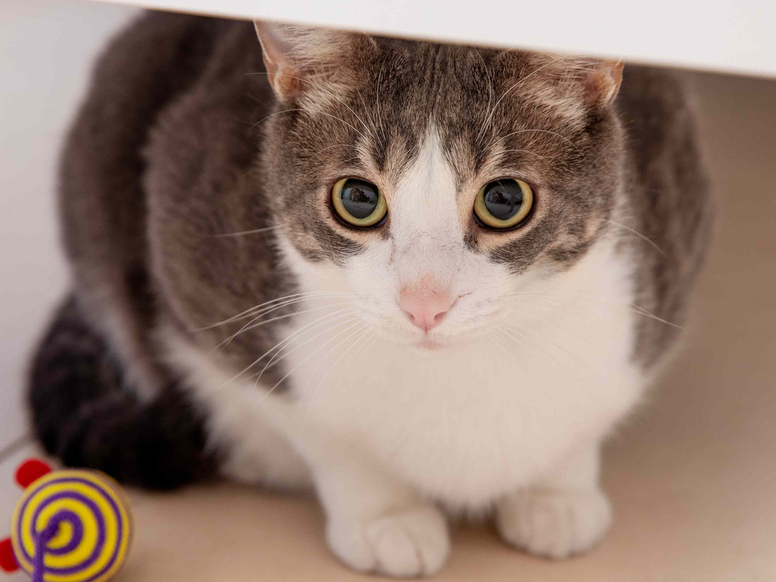 ¿Por qué los gatos engordan después de la esterilización?