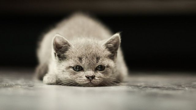 ¿Alguna vez has considerado la posibilidad de que tu gatito esté estresado?