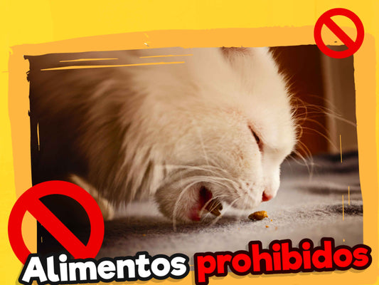 Alimentos prohibidos para tus mascotas en Fiestas Patrias