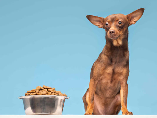 Cómo hacer una transición de alimento para tu mascota sin complicaciones