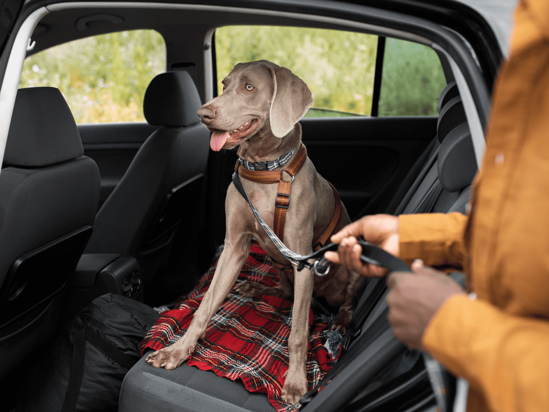 ¿Cómo deben viajar los perros en auto en Chile?