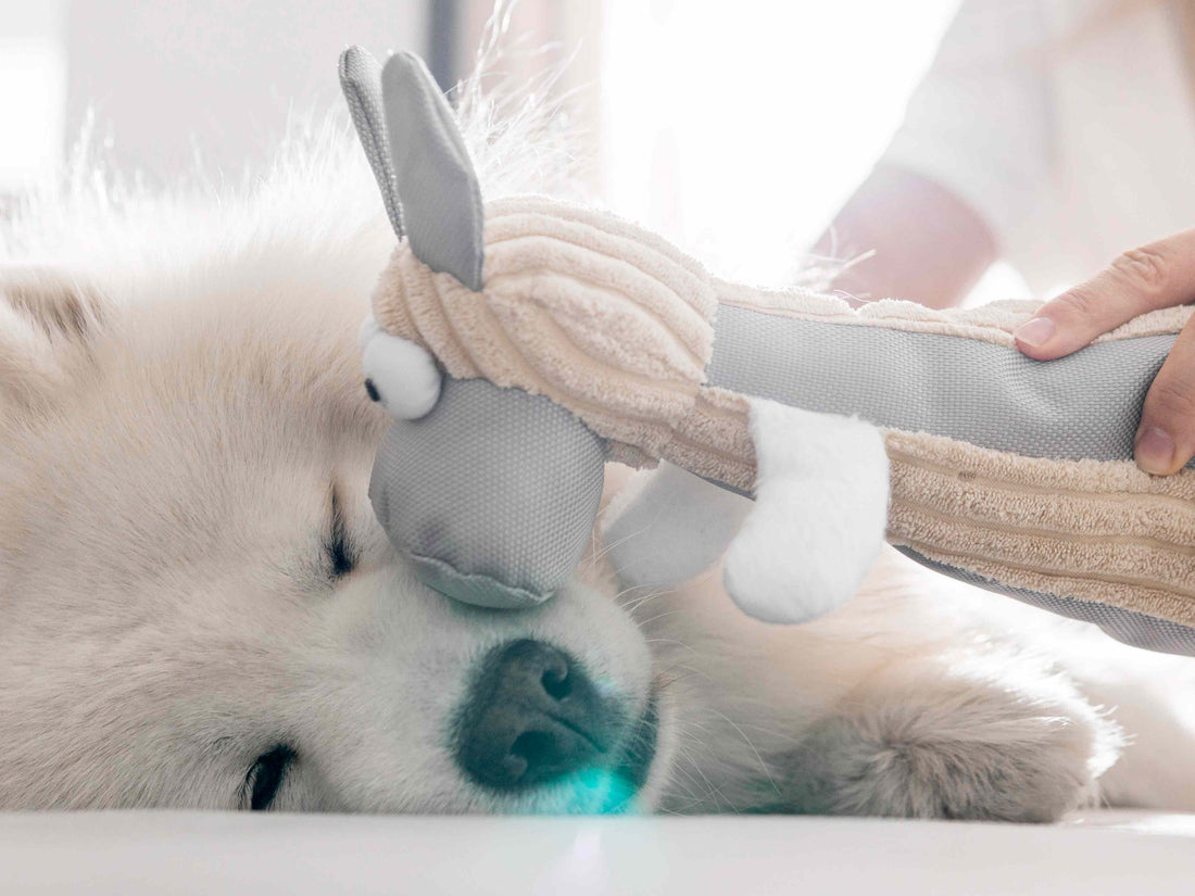 Flores de Bach para mascotas: Terapias naturales para perros y gatos