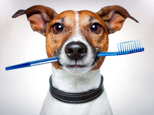 La importancia de mantener una buena higiene bucal en perros y gatos