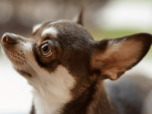 Otitis en mascotas: causas, síntomas y tratamiento