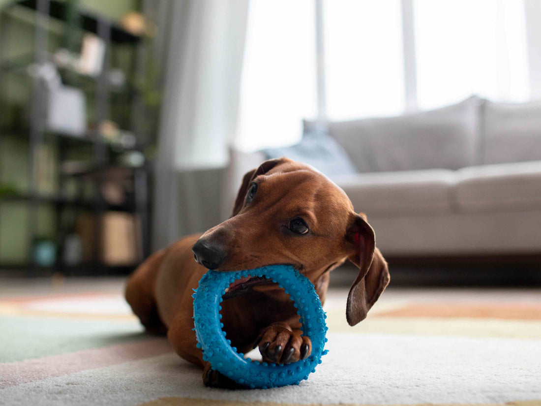 5 actividades fáciles para que tu perro no se aburra en casa