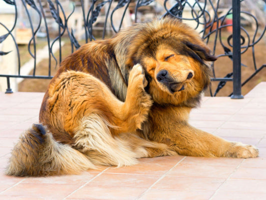 ¿Porqué cuidar a mi mascota de las garrapatas?