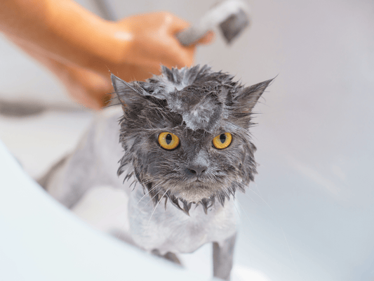 ¿Puedo bañar a mi Gato? cuándo y por qué es necesario