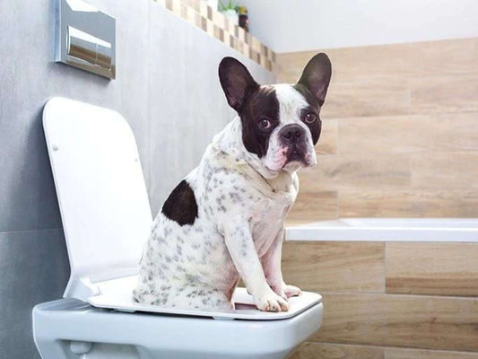 ¿Qué hacer si mi gato o perro tiene diarrea?