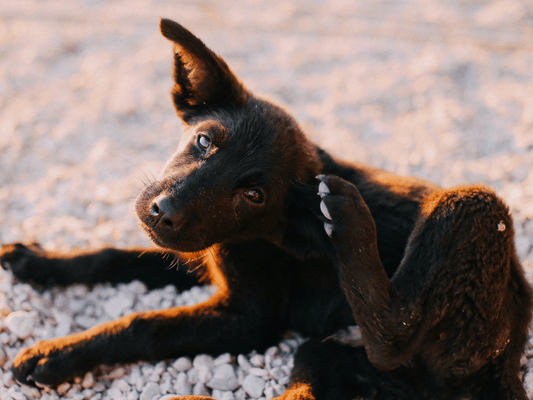 ¿Qué hacer si mi perro tiene pulgas?