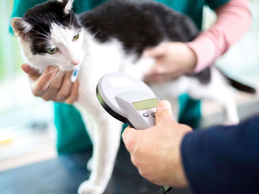 Registro Nacional: Sepa como Inscribir a tu Mascota