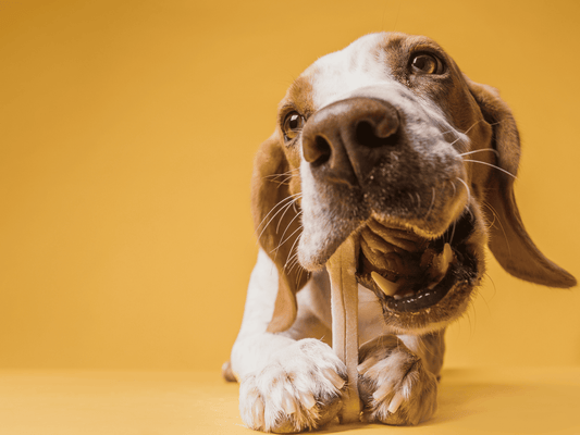 Tipos de Snacks para Mascotas
