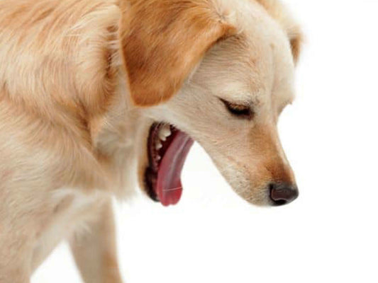 Vómito amarillo en mascotas: causas, síntomas y tratamiento