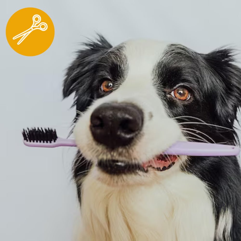 Limpieza dental, oídos, lagrimales con corte de uñas (perro o gato)