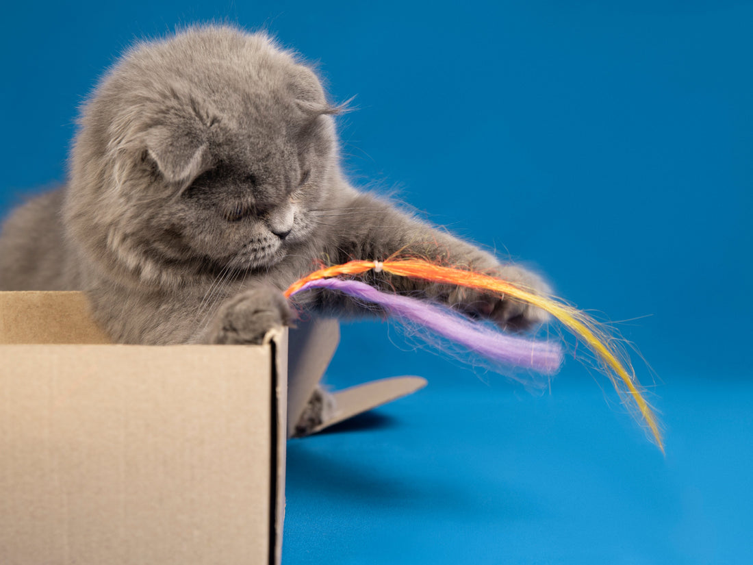 3 tips para mantener a tu gato activo y feliz