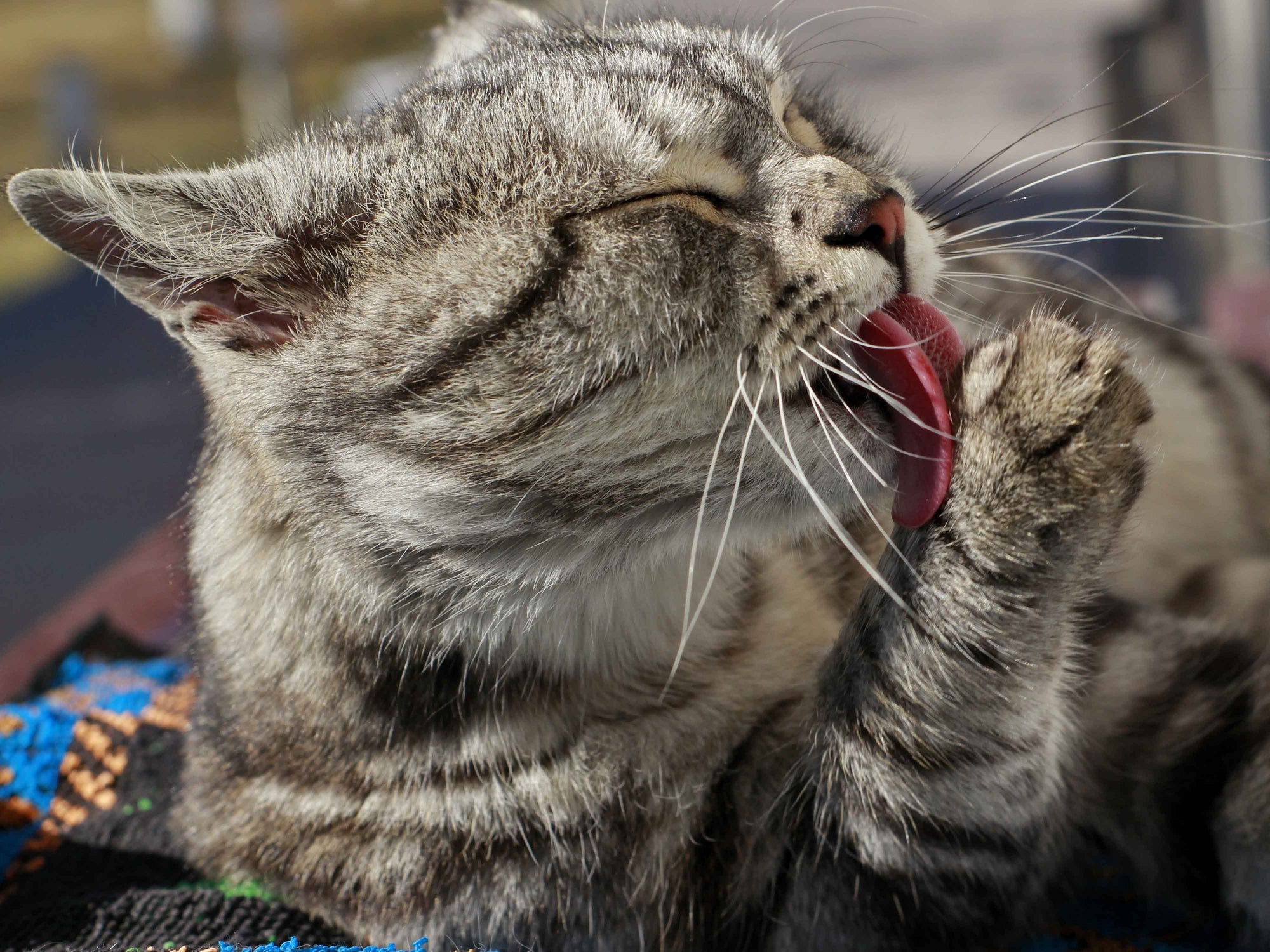 Cómo ayudar a tu gato con las bolas de pelo