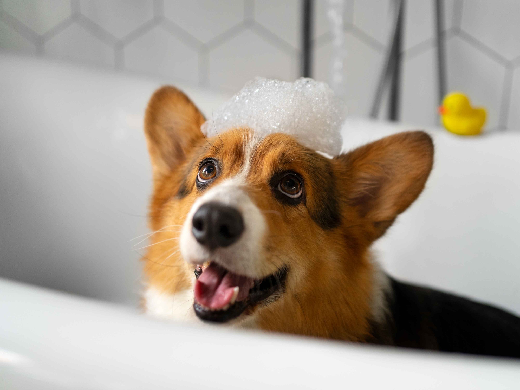 Cómo elegir un buen shampoo para tu perrito