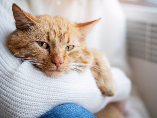 Cómo Prevenir Enfermedades Urinarias en Gatos