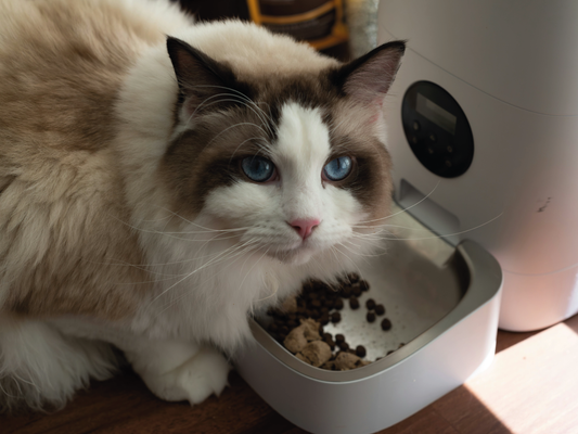 ¿Es mejor comida húmeda o seca para gatos?