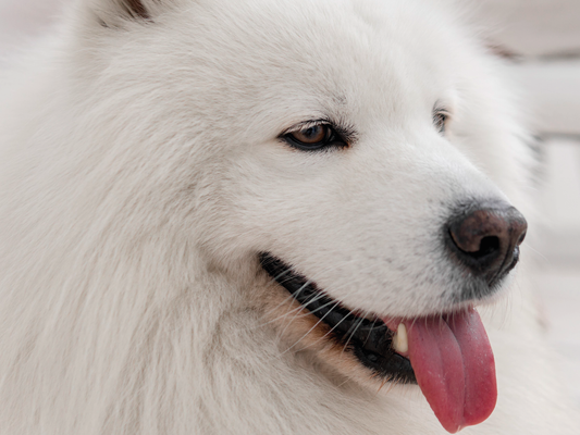 ¿Es normal que mi perro vomite espuma blanca?