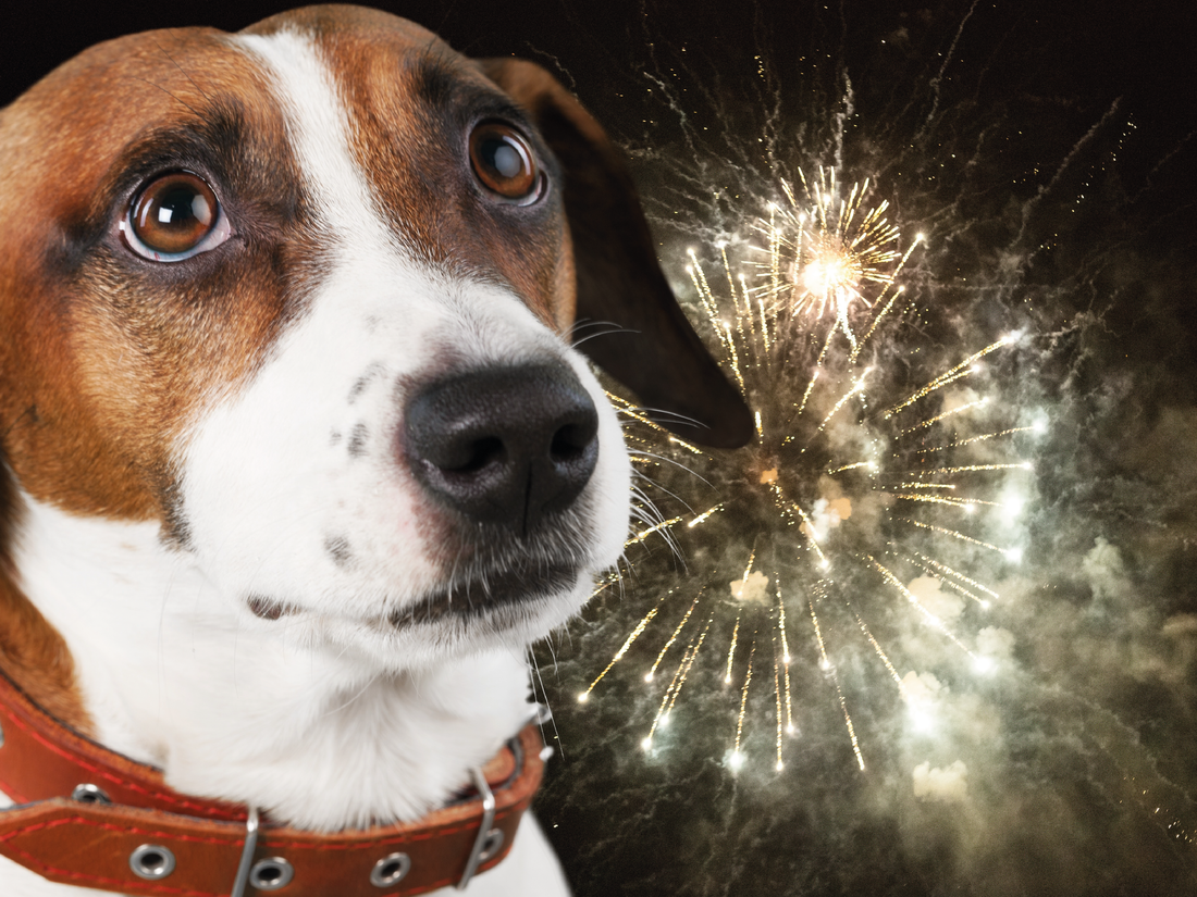 Fuegos artificiales y mascotas: ansiedad y cómo ayudar