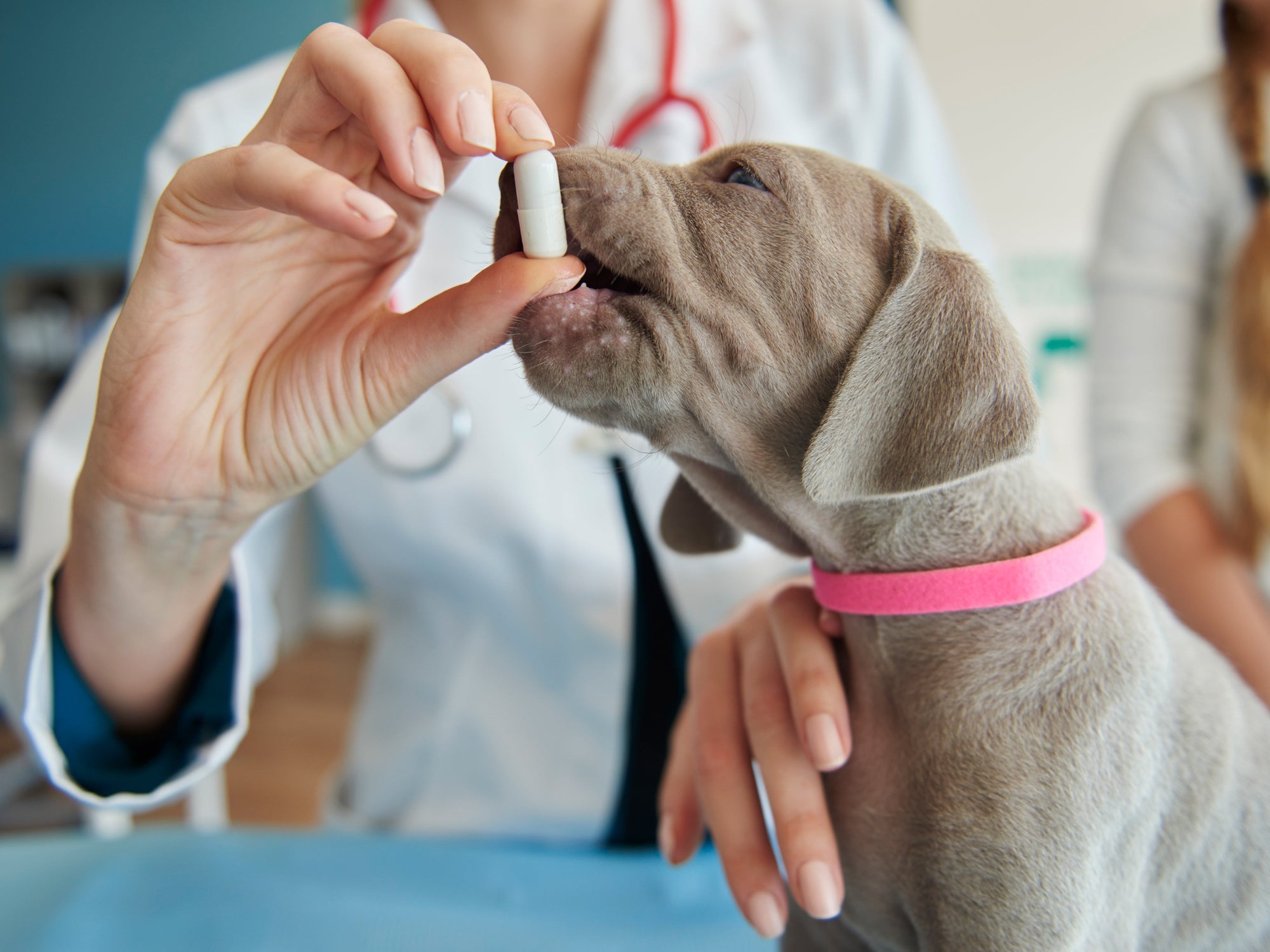 Guía completa de desparasitación para perros y gatos en Chile