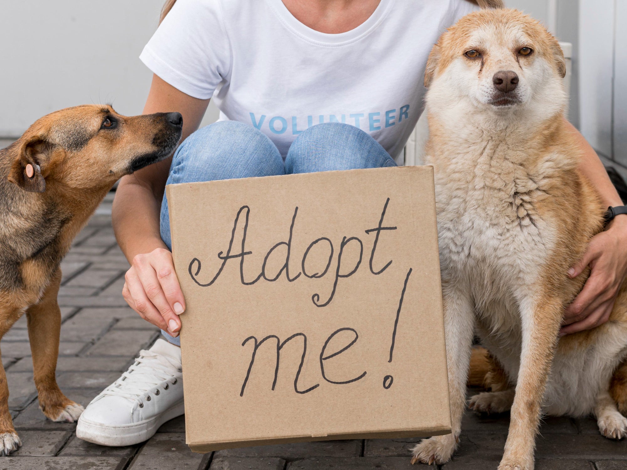 Guía para Adoptar una Mascota en Chile