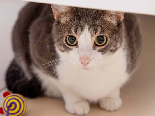 ¿Por qué los gatos engordan después de la esterilización?