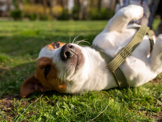 ¿Por qué mi perro se revuelca cuando lo baño?