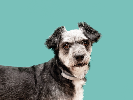 ¿Qué alimento es mejor para perros adultos?