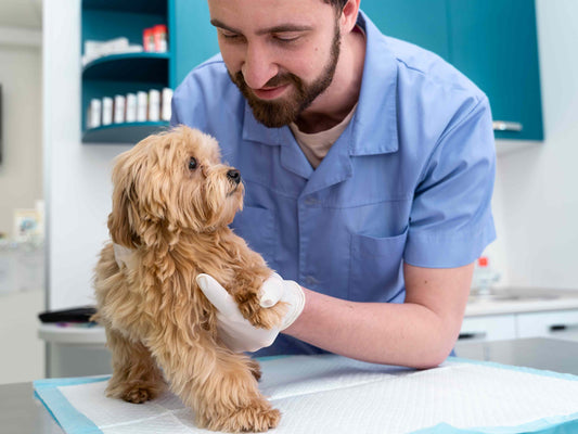 Tipos de vómitos en perros: