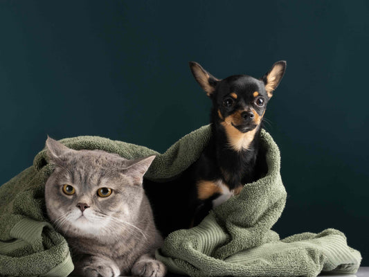 ¿Debes abrigar a tu perro o gato en invierno?