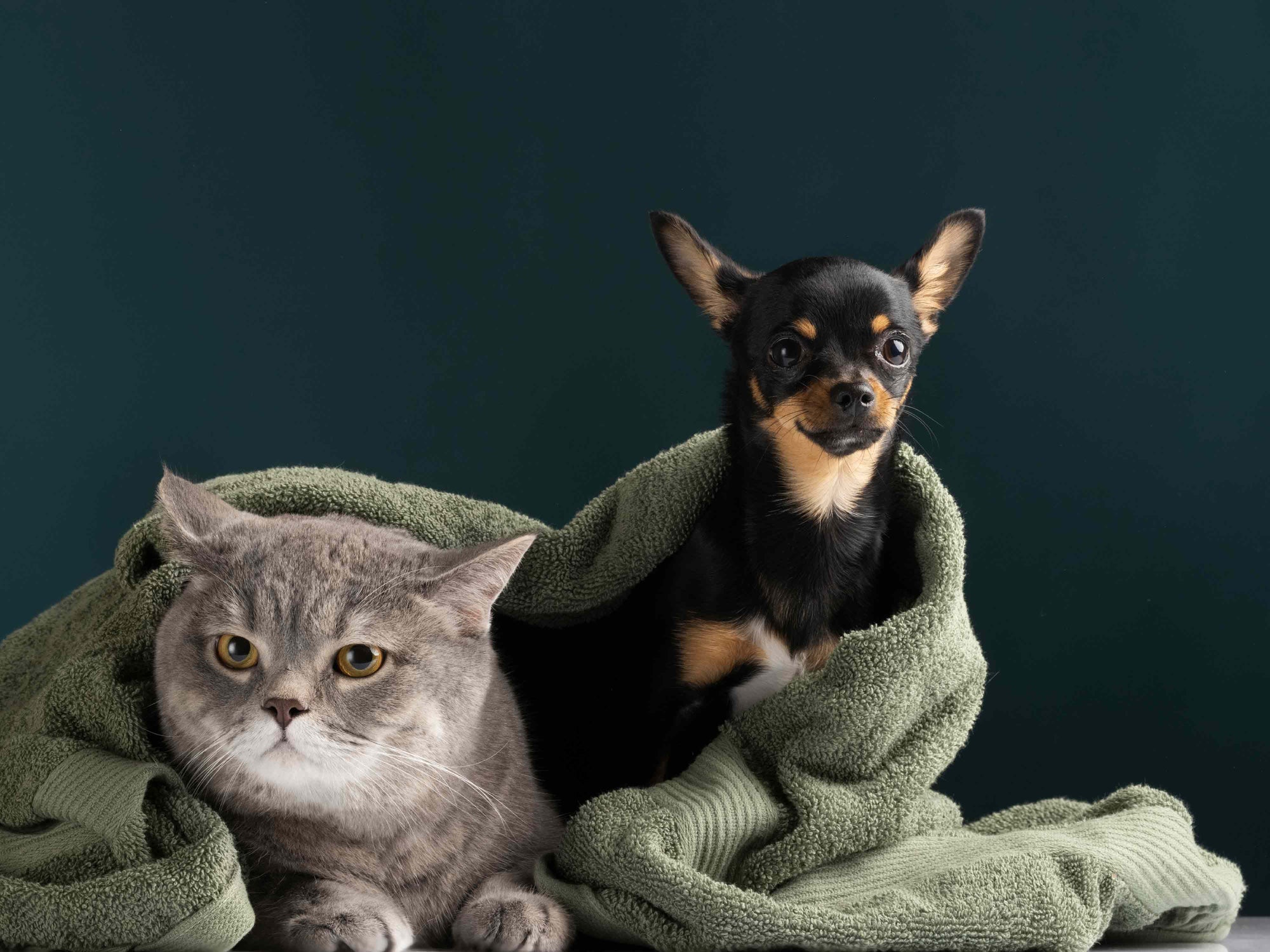 ¿Debes abrigar a tu perro o gato en invierno?