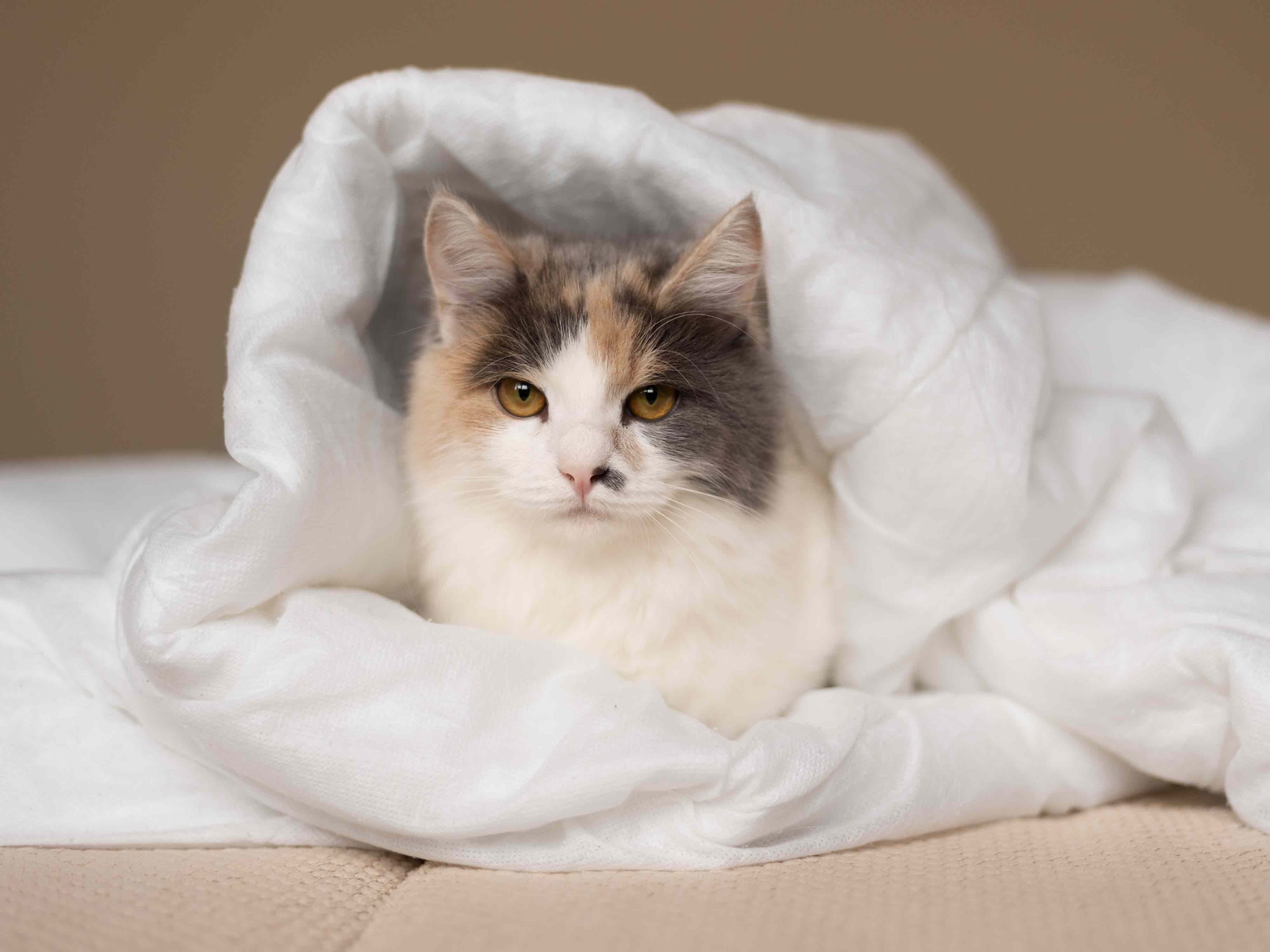 ¿Por qué mi gato se mueve menos en invierno?