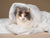 ¿Por qué mi gato se mueve menos en invierno?
