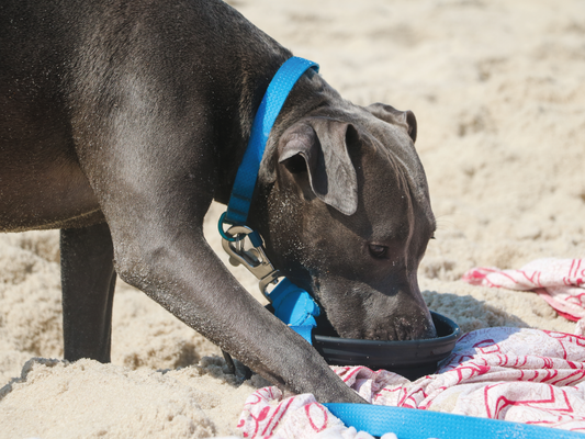 Síntomas de golpe de calor en perros y gatos: cómo identificarlos y qué hacer