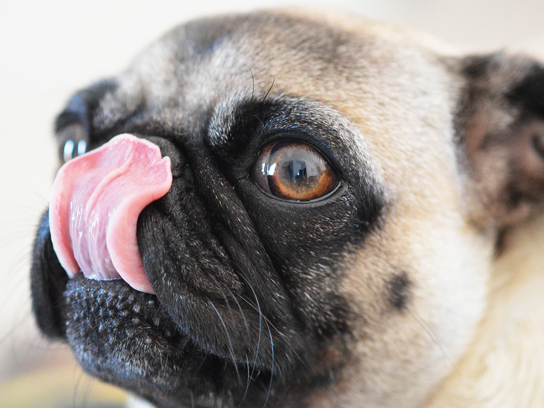 Tos de las perreras en perros: síntomas y cómo prevenirla