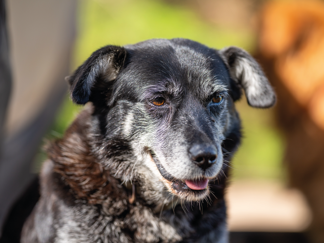 ¿A qué edad se considera senior mi perro?