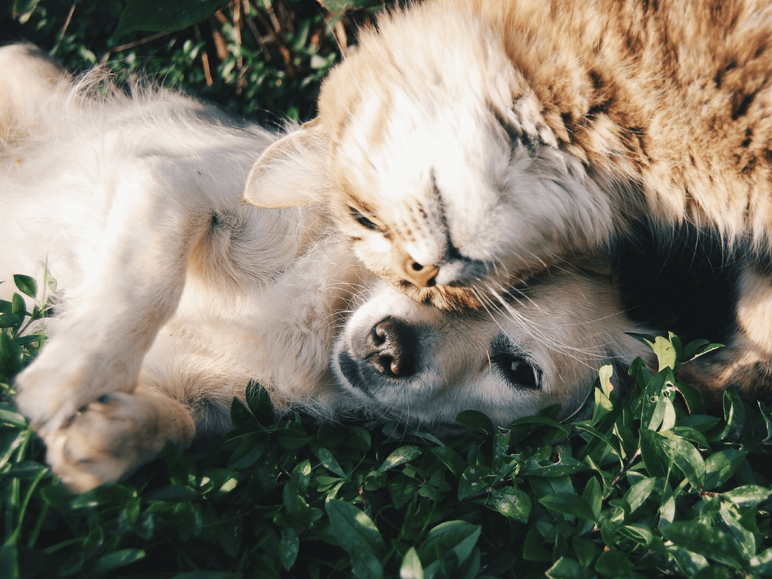 Alergias Alimentarias en Perros y Gatos: ¿Qué Son y Cómo Actuar?