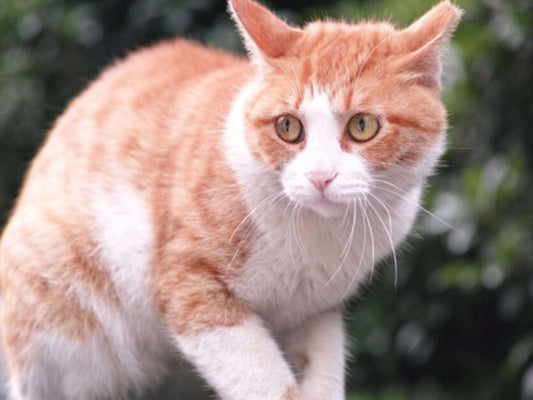 ¿Alguna vez has considerado la posibilidad de que tu gatito esté estresado?