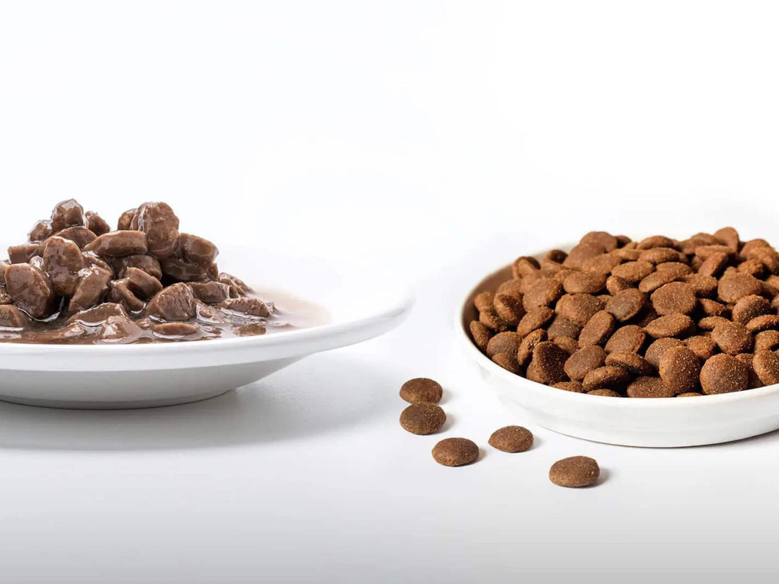 Alimento seco o húmedo ¿Cuál es el mejor alimento para tu gato?