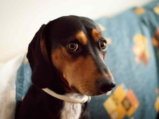 ¿Por qué mi perro ladra, muerde o tiembla? Posibles causas y cómo ayudarlo a calmarse