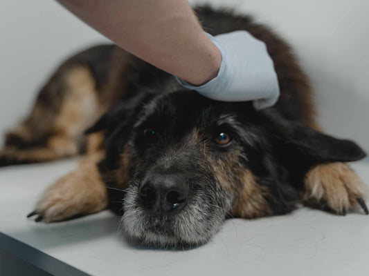 Perro decaído con vómitos o diarrea: qué puede estar pasando