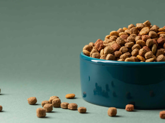 Cómo alimentar bien a tu perro: 4 claves esenciales