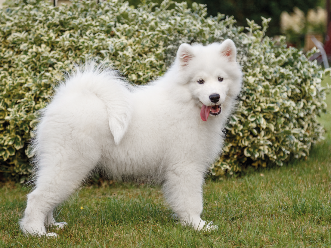 Bloqueador solar para mascotas