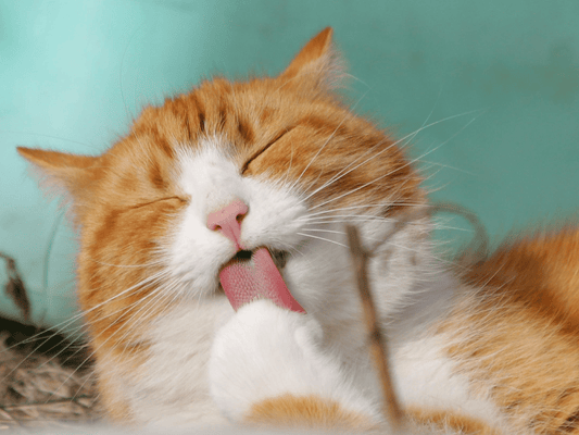¿Cada cuánto debo desparasitar a mi gato?