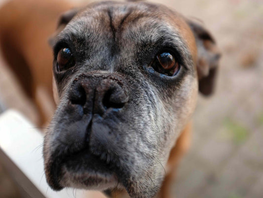 Cómo cuidar las articulaciones de tu perro senior