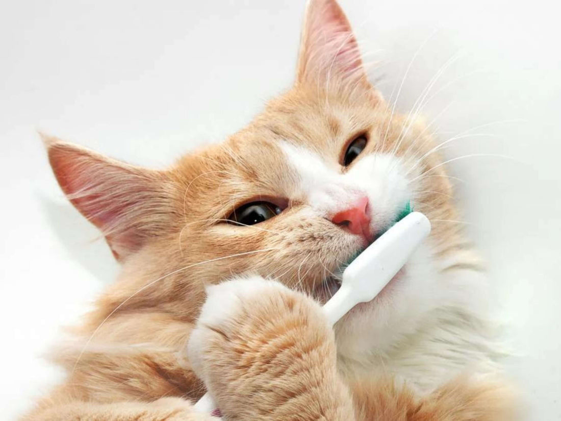 ¿Cómo cuidar los dientes de mi perro y mi gato?