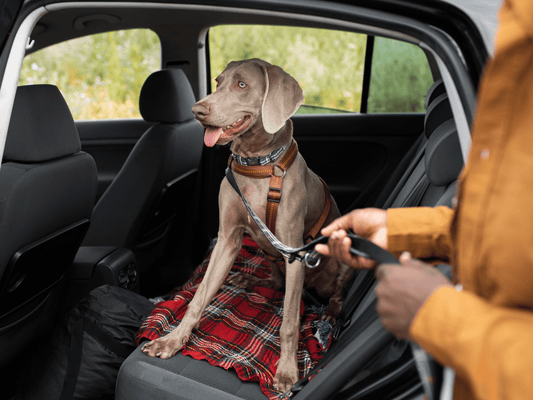 ¿Cómo deben viajar los perros en auto en Chile?
